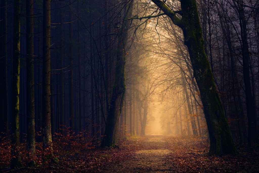wood, forest, light-3072434.jpg